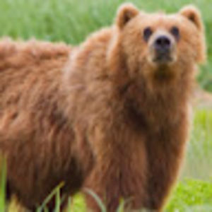 Meet your Posher, Ahed